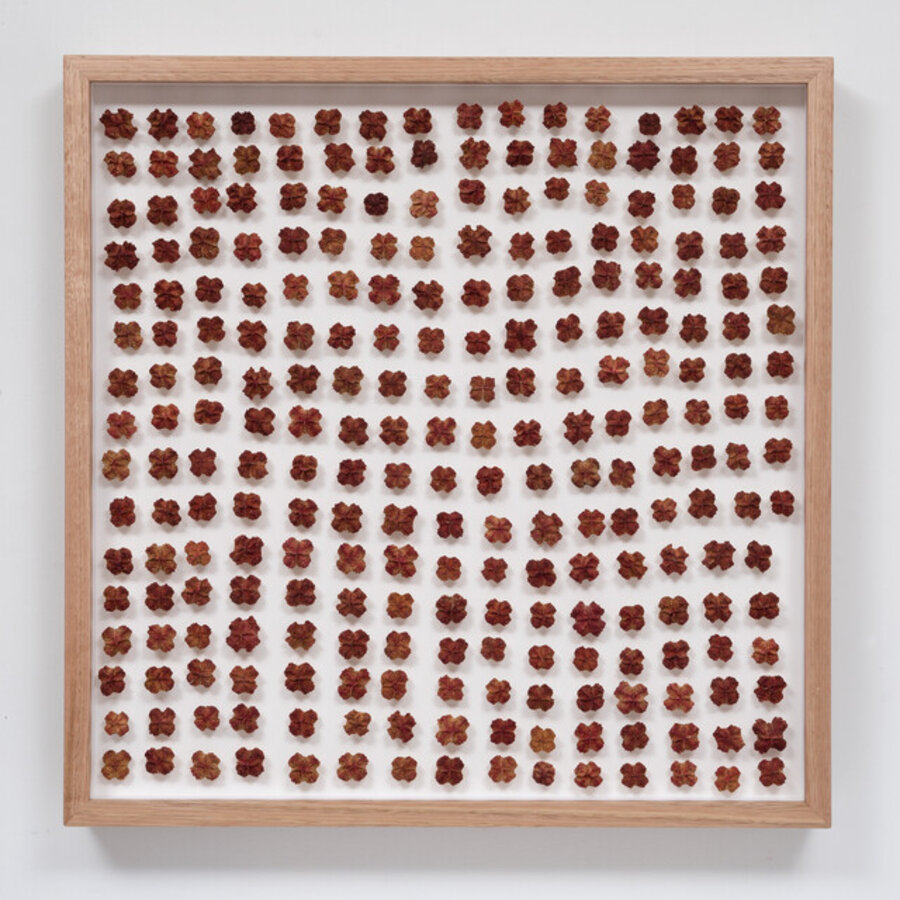 Grid of Eucalyptus erythrocorys Operculums on Board