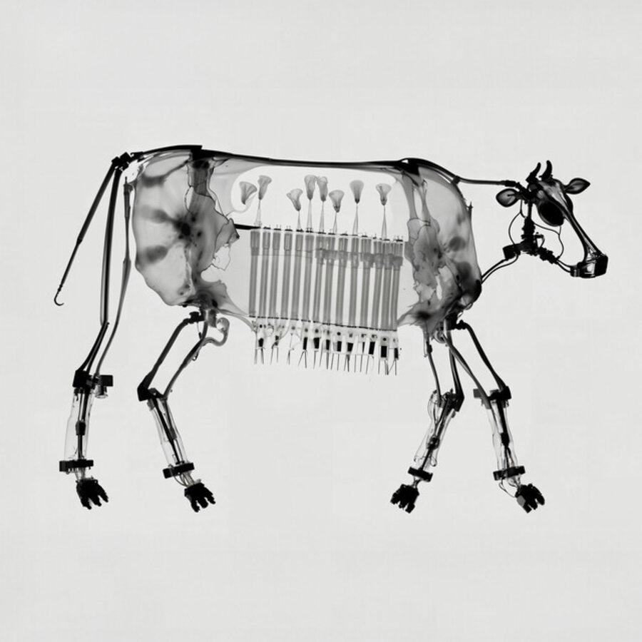MOO STUDY