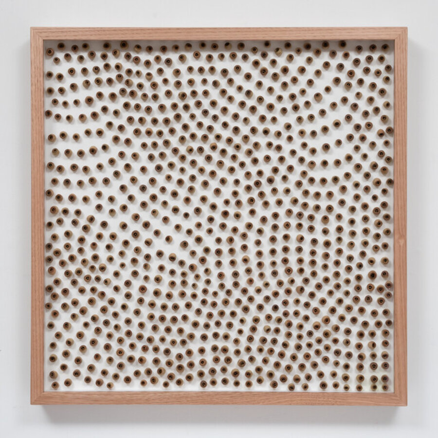 Random Pattern of Eucalyptus marginata Gumnuts on Board