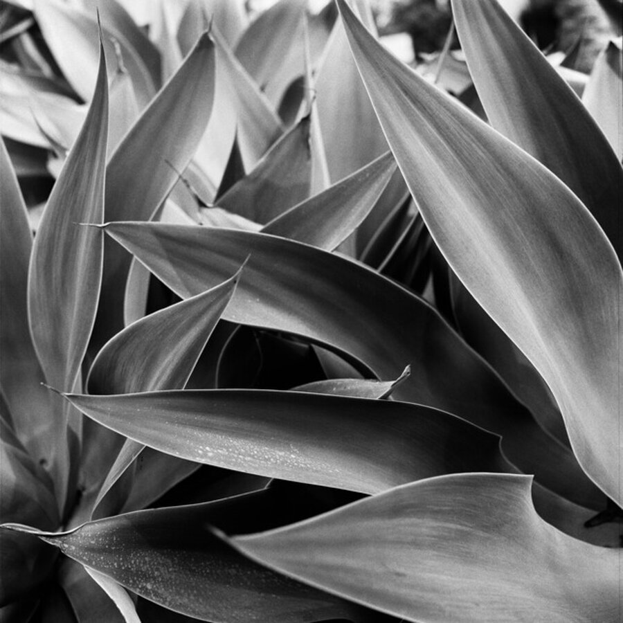 Agave #9