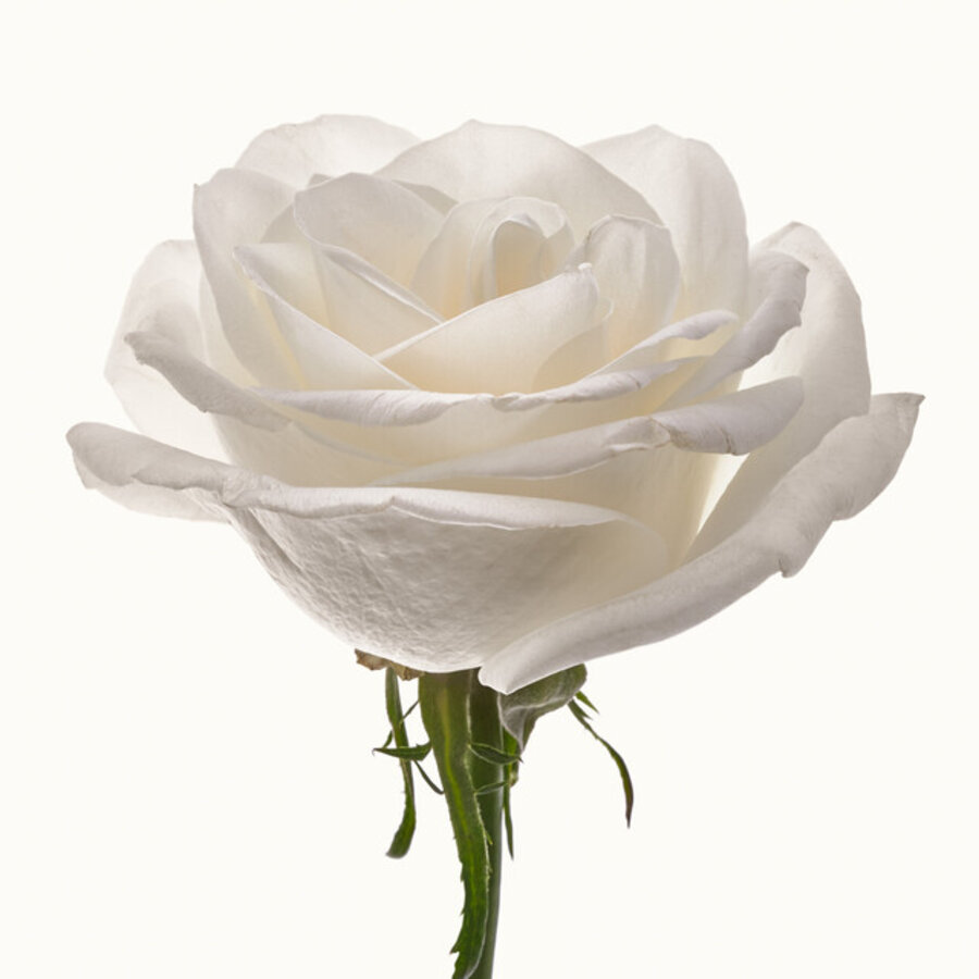 Flower Study 4
