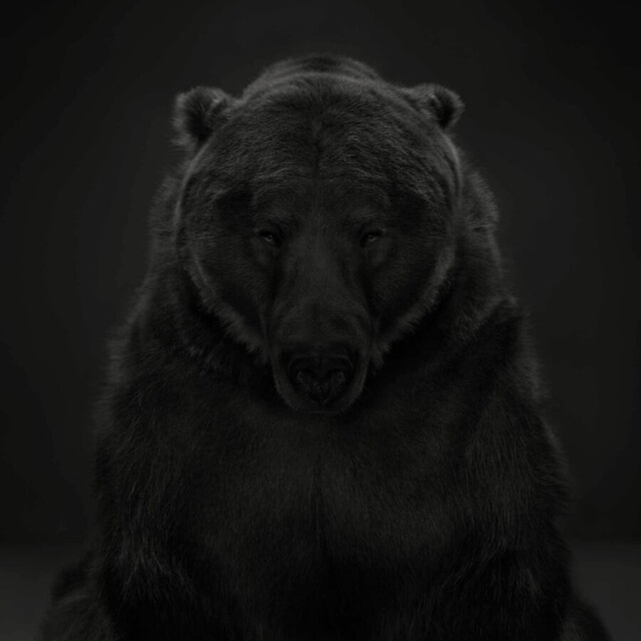 Kodiak Bear #1