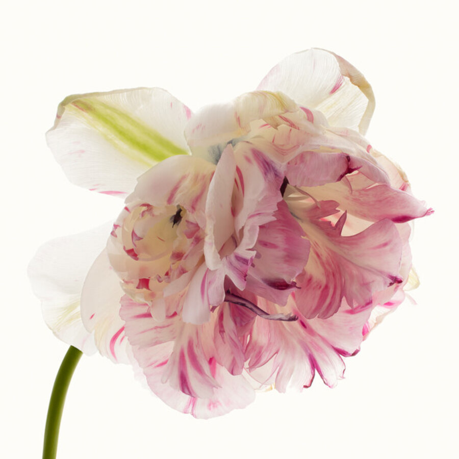 Flower Study 3