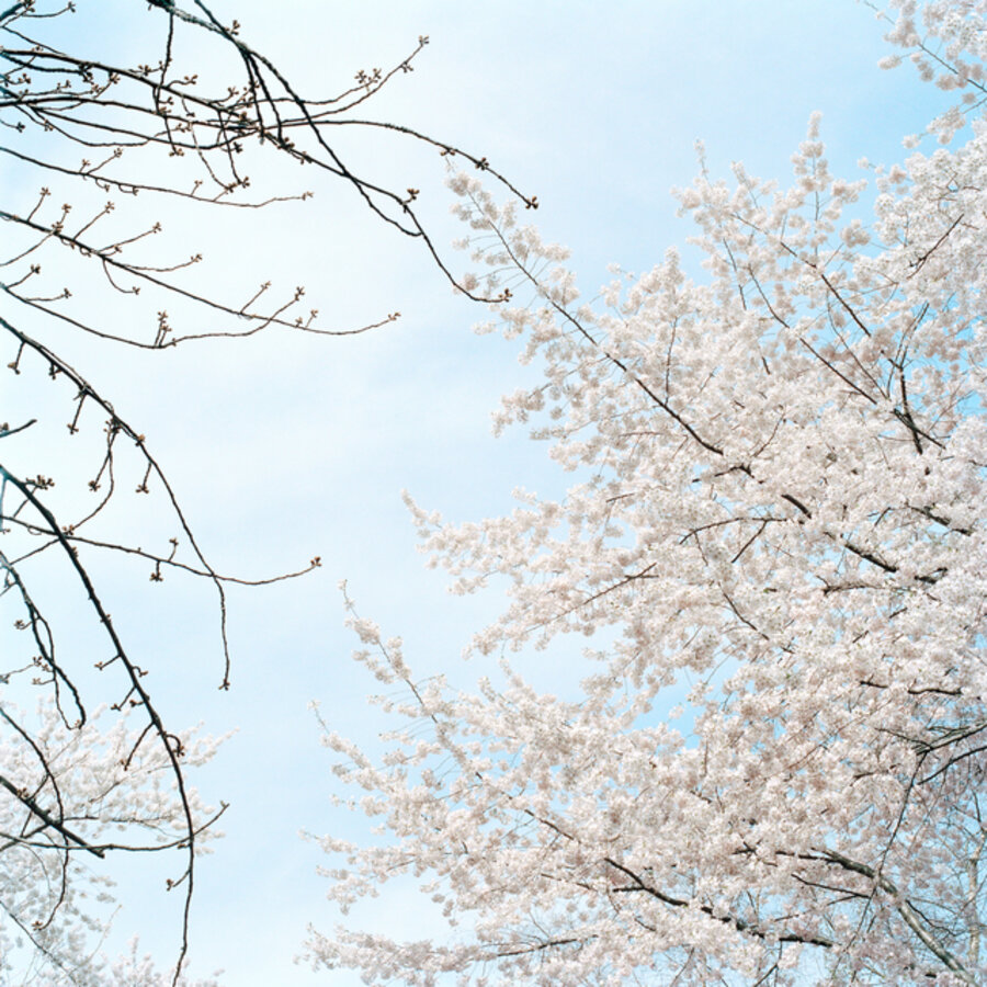 Blossom #4
