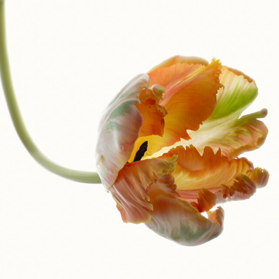 Flower Study 2