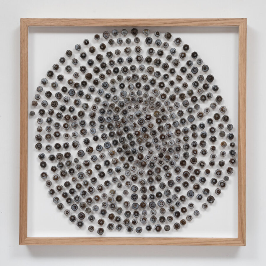 Double Spiral of Eucalyptus globulus Operculums on Board
