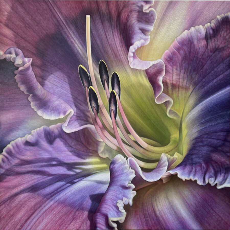 Daylily Series #9
