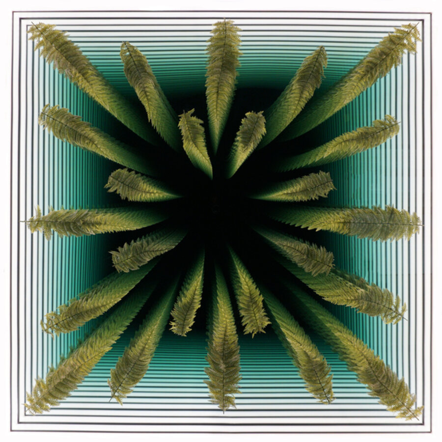 Ferns