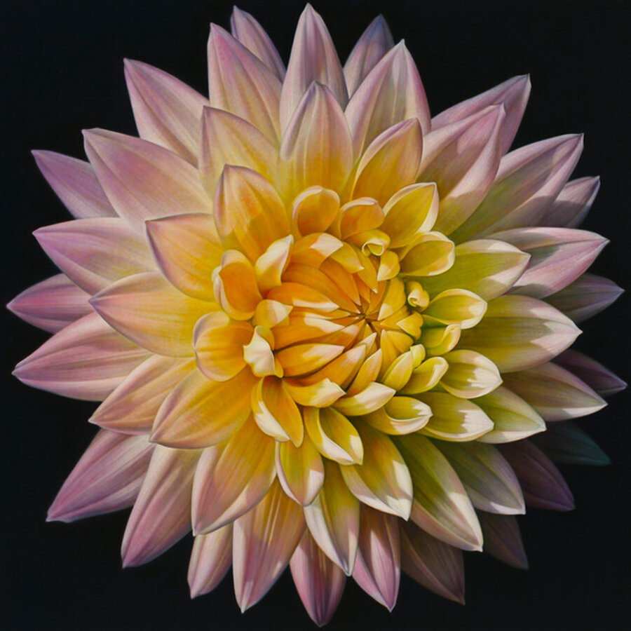 Dahlia Series no. 18