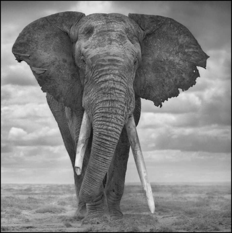 Elephant Sails