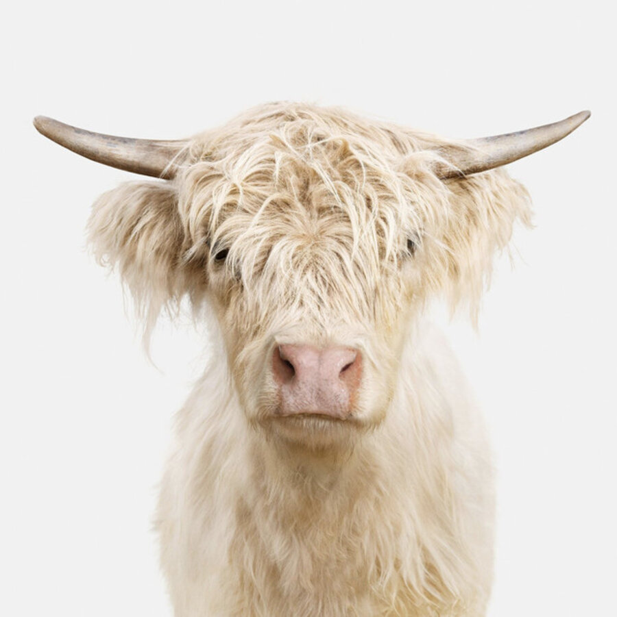 Rose: Highland Calf No. 3