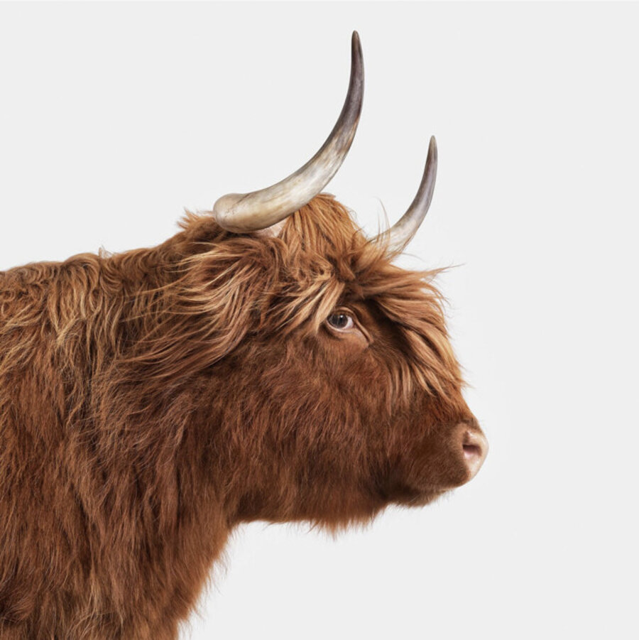 Symphony: Highland Cow No. 8