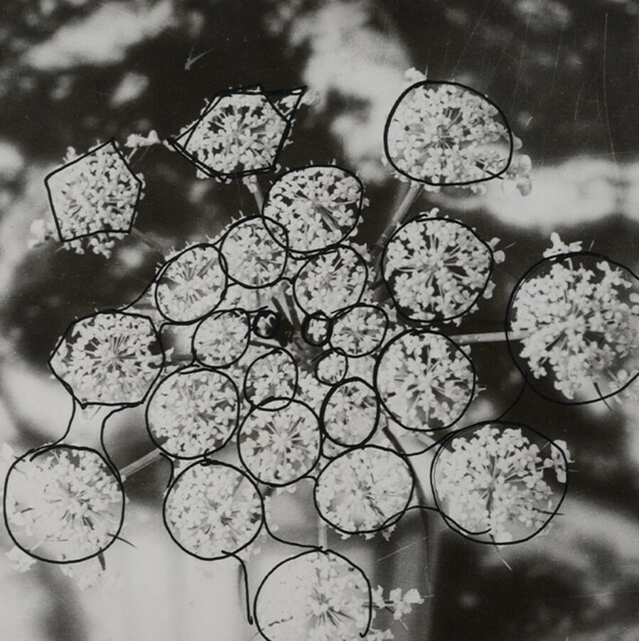 Cauliflower, spider webs 2