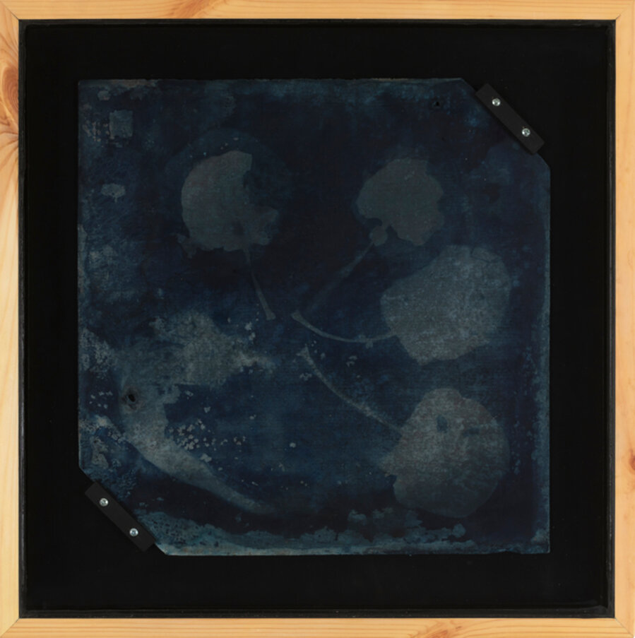 On Mineral Fibers (Summer House Herbarium) 03