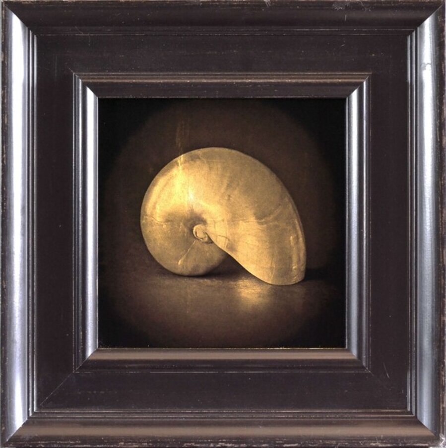 Nautilus Shell