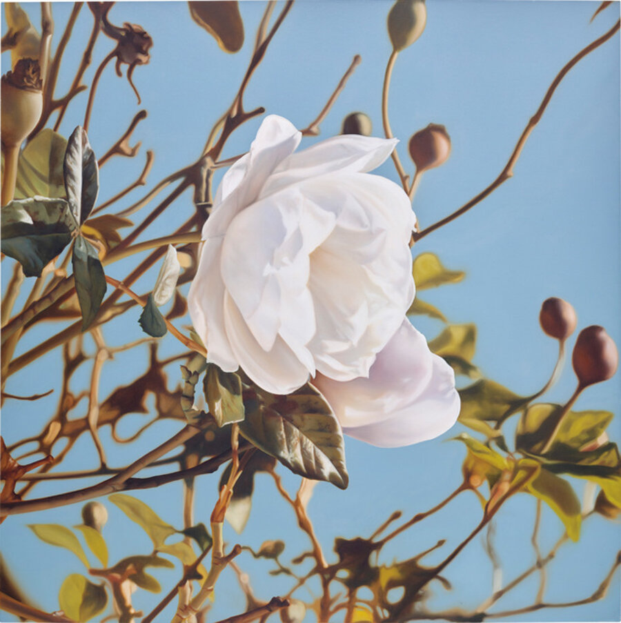 Winter Rose