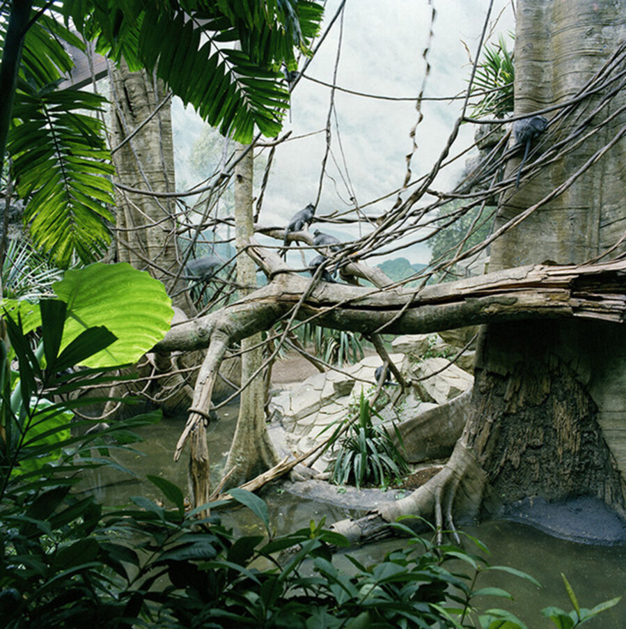 Monkey Jungle, Bronx Zoo, New York