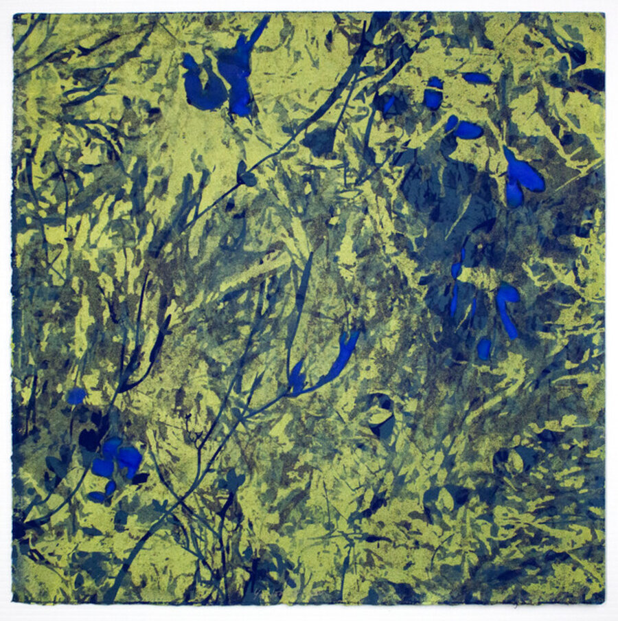 Yellow Algae