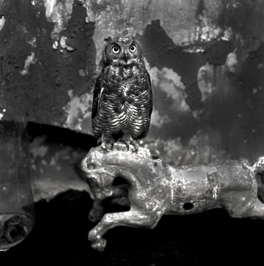 Owl Standing on Carousel Horse, Mexico City
