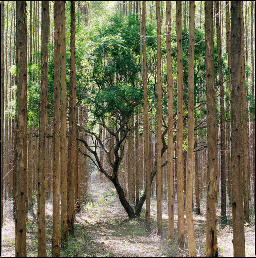 Sufocamento #19 .Série Madeira de Lei
