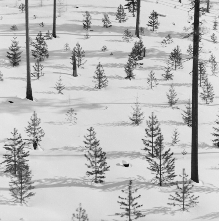Young Pine Trees, Top of Blewett Pass