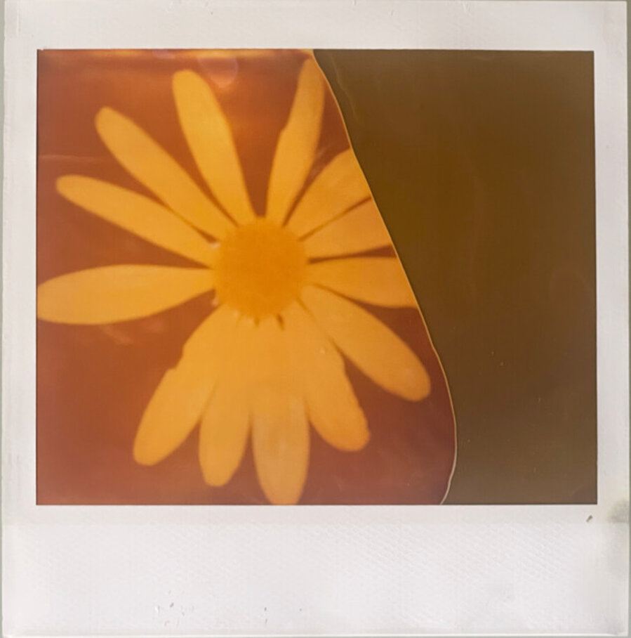 Yellow Flower (29 Palms, CA)