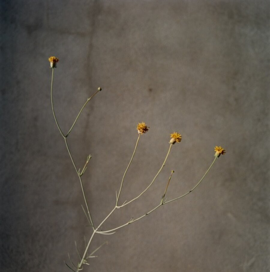 Mystic. June 2014. Marfa, Texas