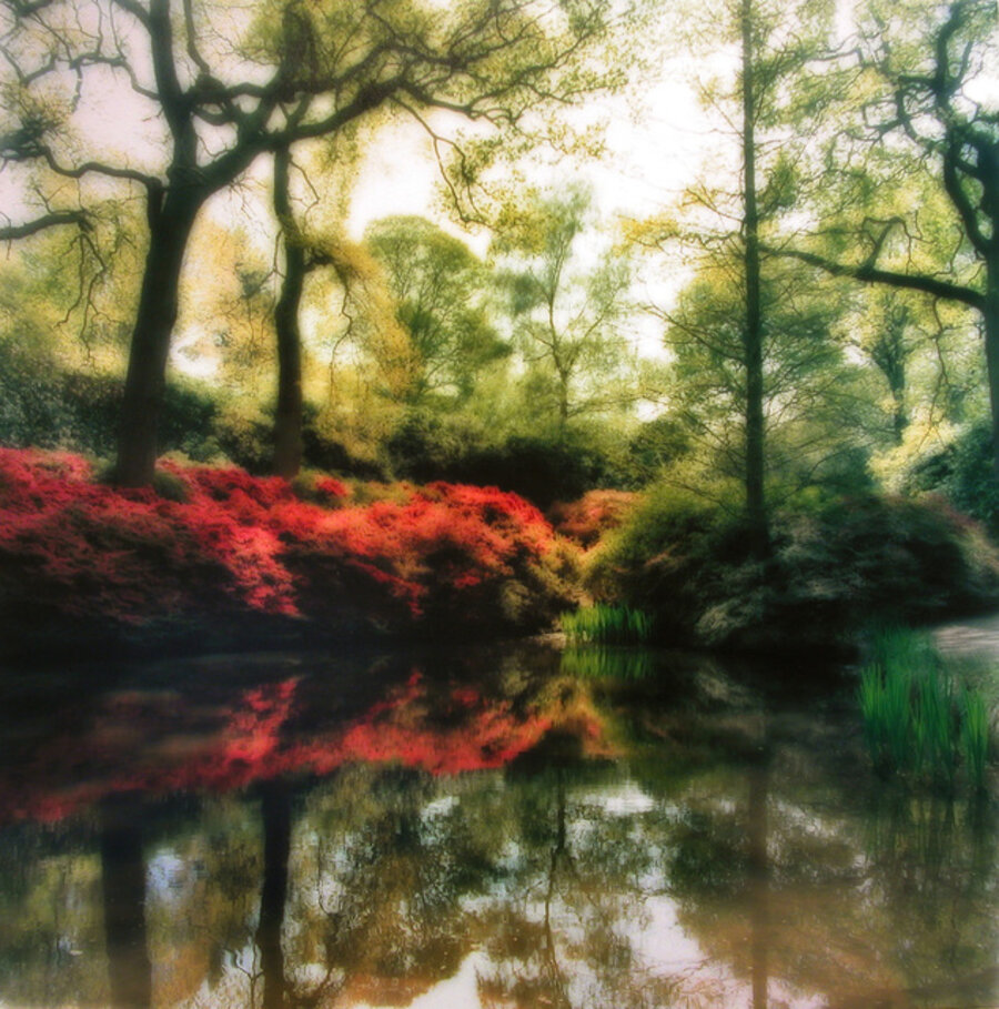 Isabella Plantation, England (4-09-23c-1)