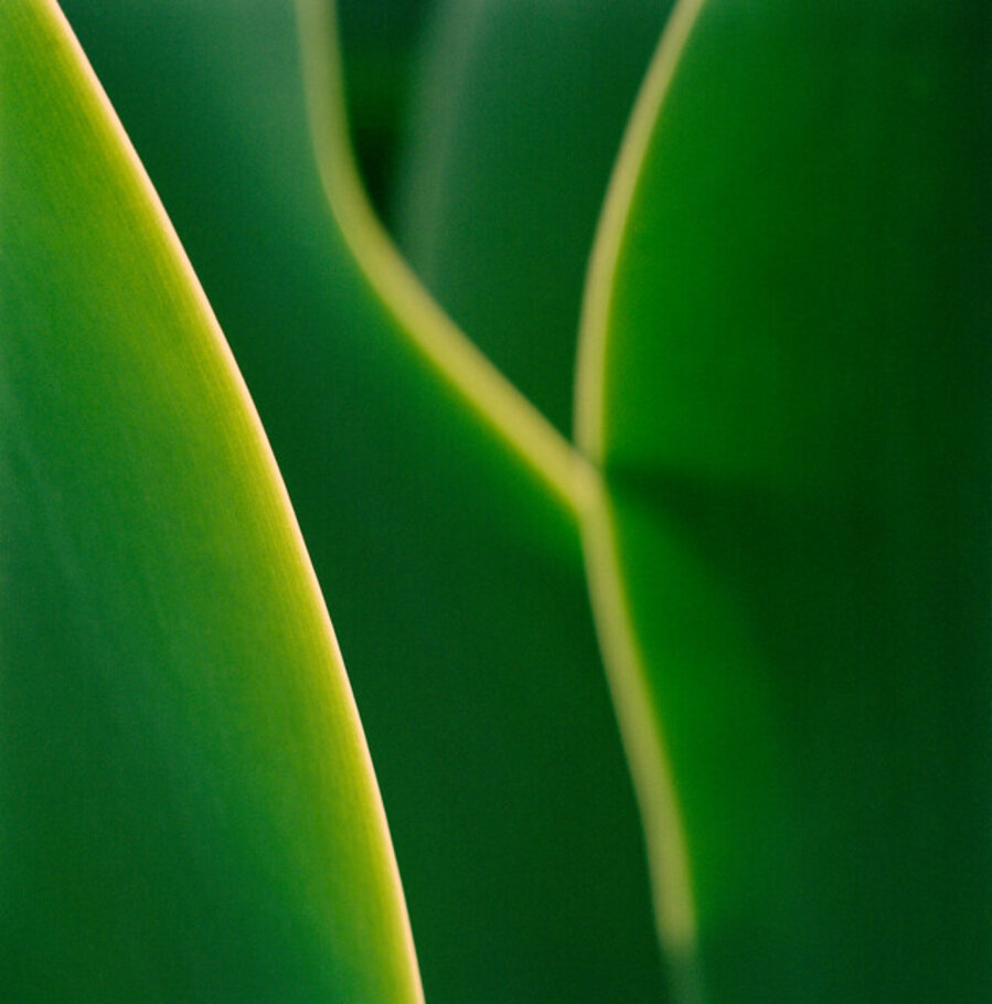 Agave #4