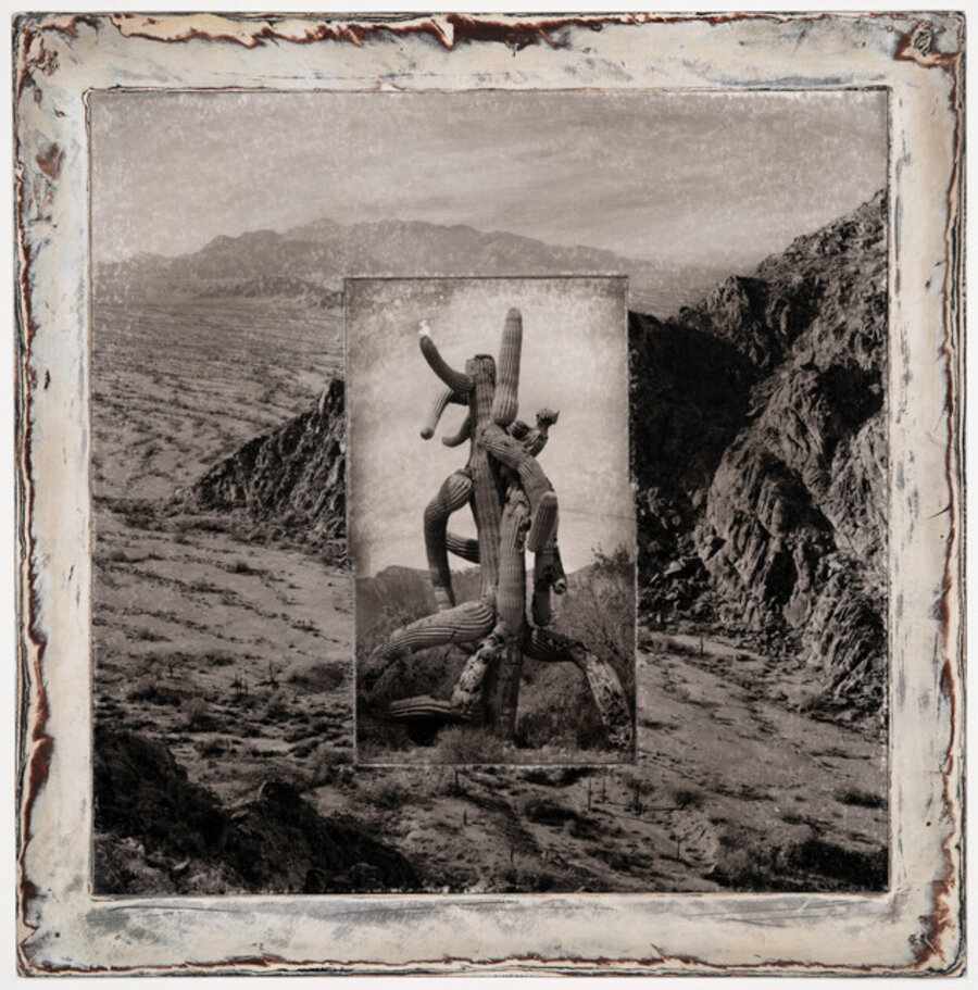 Inferno Saguaros #7