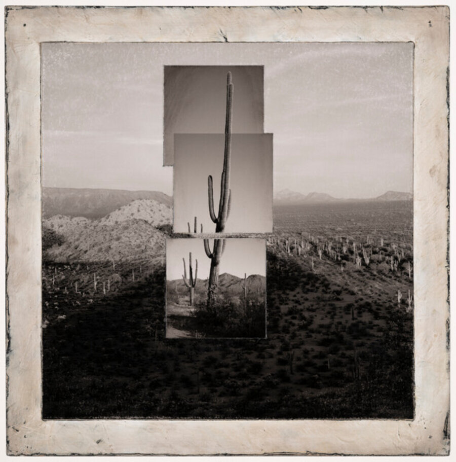 Inferno Saguaros #19