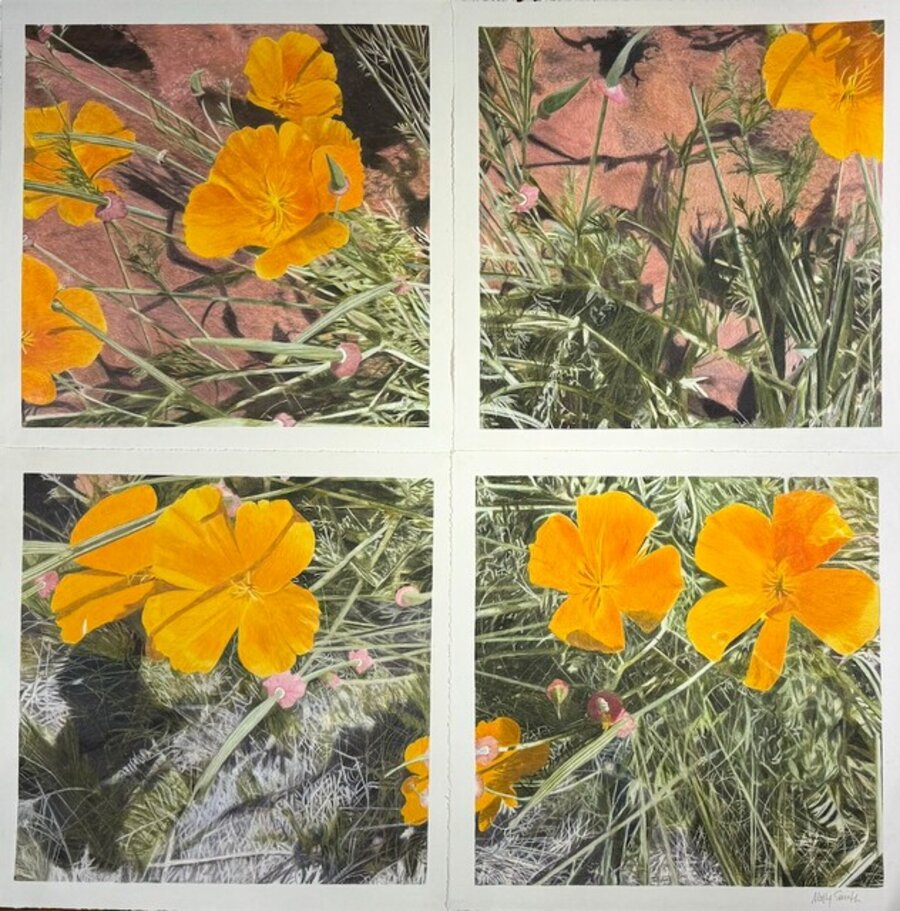 Andy's Poppies