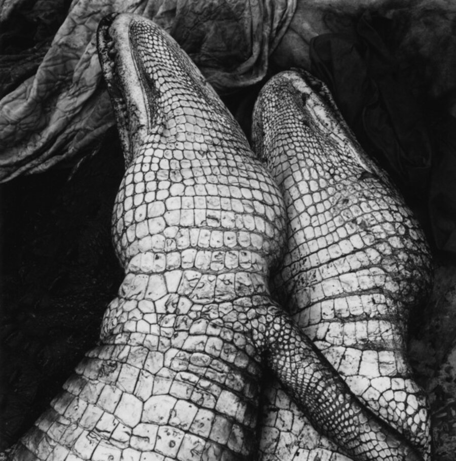 Gator Love