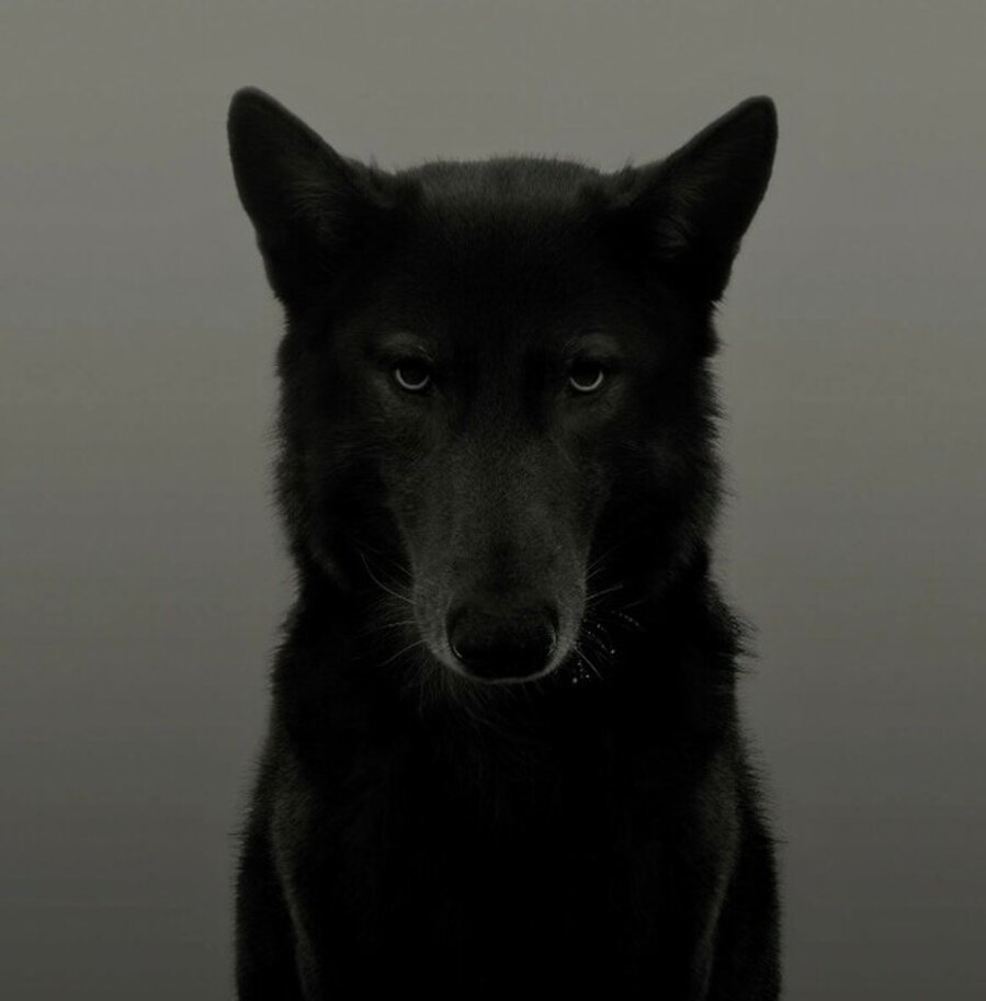 Black Wolf