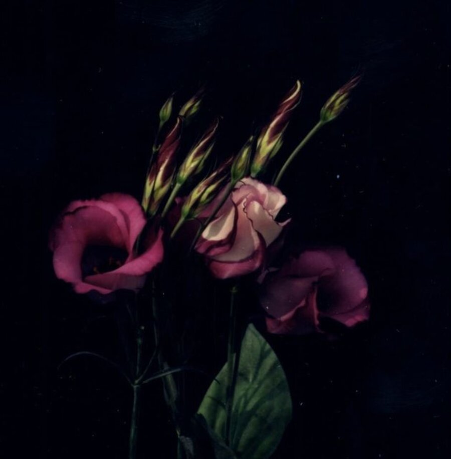 Lisianthus (open blossom)