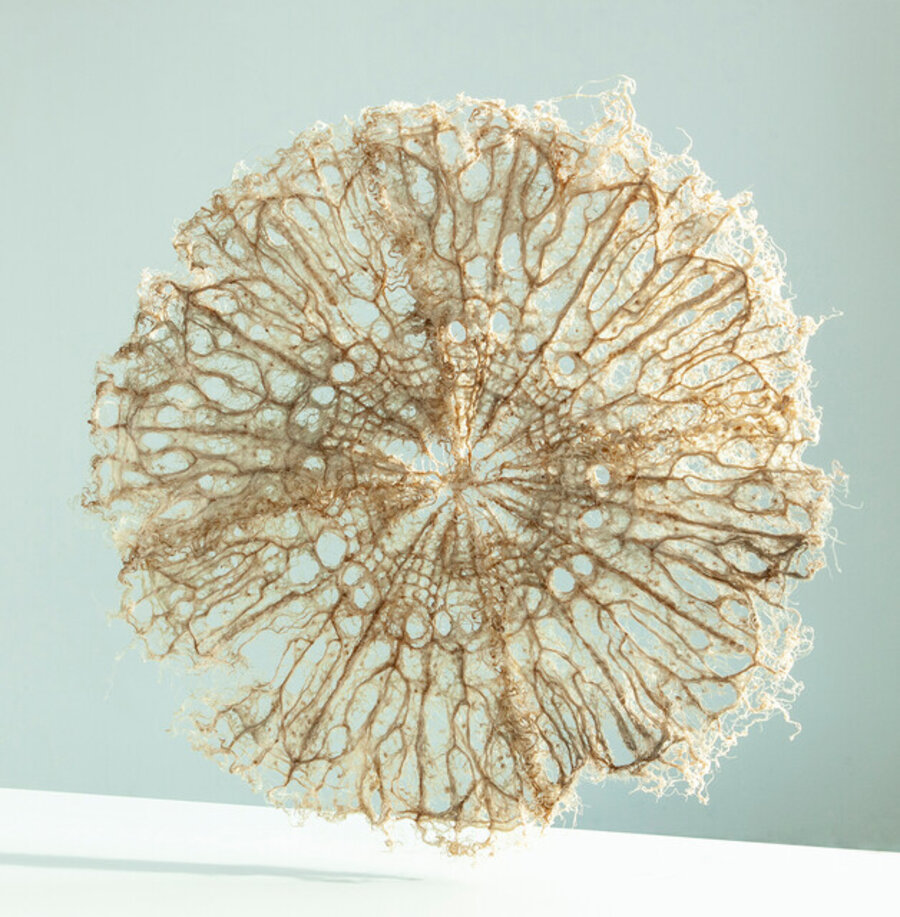 Root Medusa Compass
