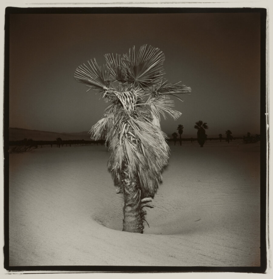 Palm #3, from the Palm Suite