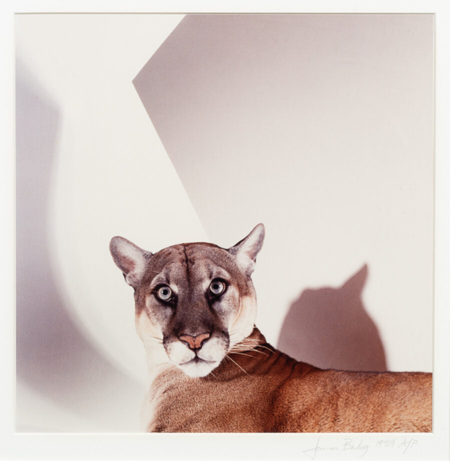 Mountain Lion