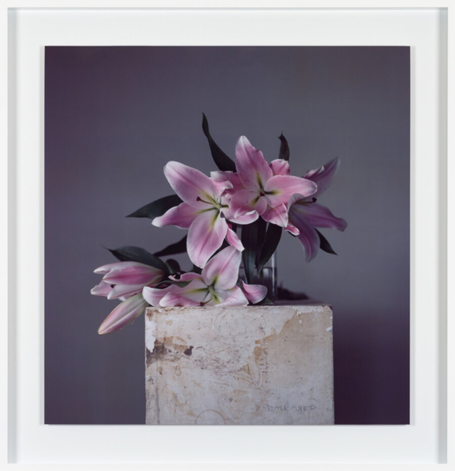Live Lilies, Pink