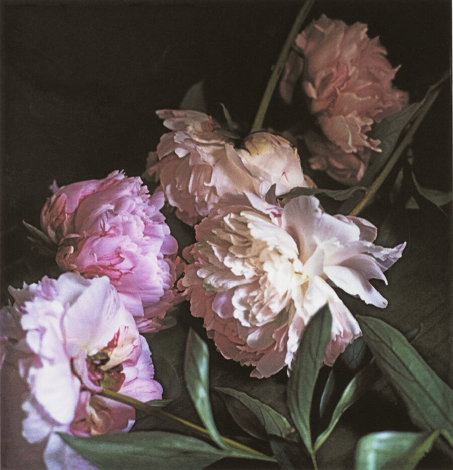 Five Peonies (1), Via Chiatamone, Naples, May 2010