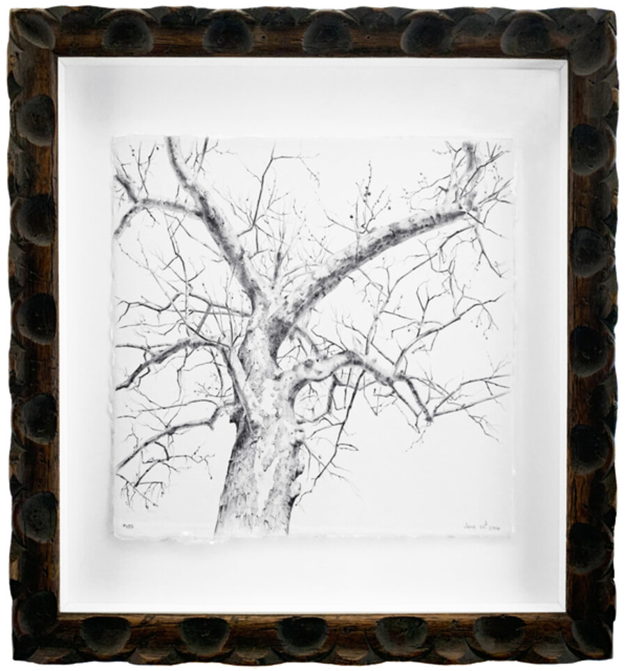 Secret Life of Trees #105