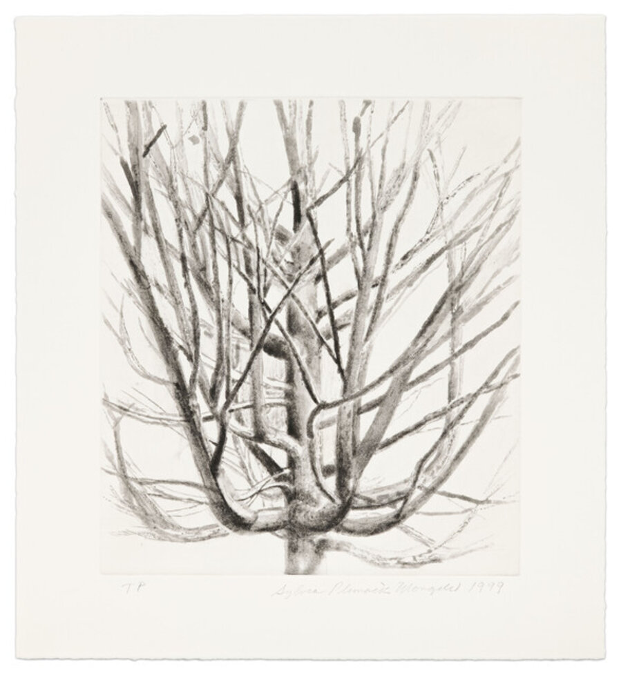 The Maple Tree