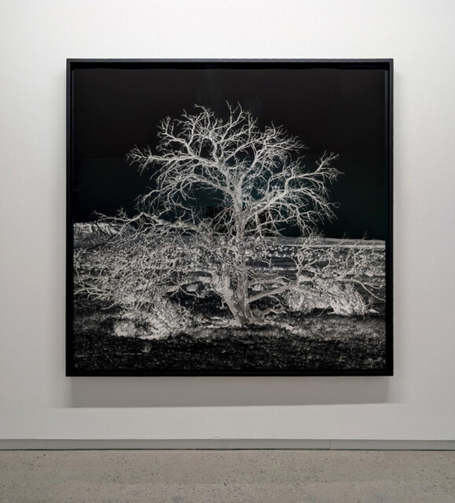 Arbre seul (la nuit)