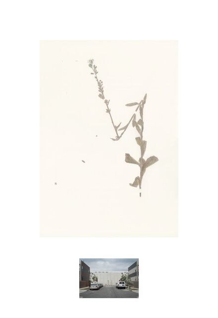 Nabalus racemosa, Forbells, Brooklyn, 1891, 2019