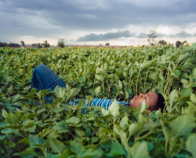 Sanele resting in field