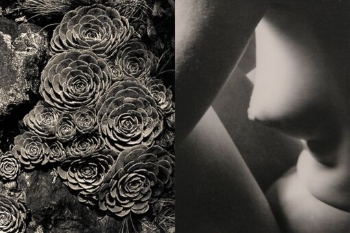 Why Imogen Cunningham’s Light-Filled Photographs Are So Soothing Right Now