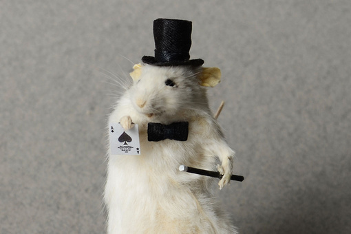 Inside the Eccentric World of Ethical Taxidermy Art