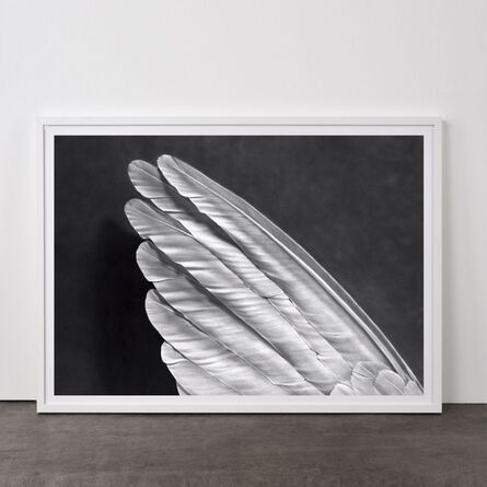 Robert Longo, ‘Angel´s Wing (Small Version)’, 2013