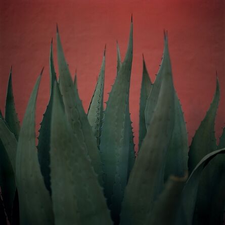 Allison V. Smith, ‘Cactus. Tucson, Arizona.’, 2016