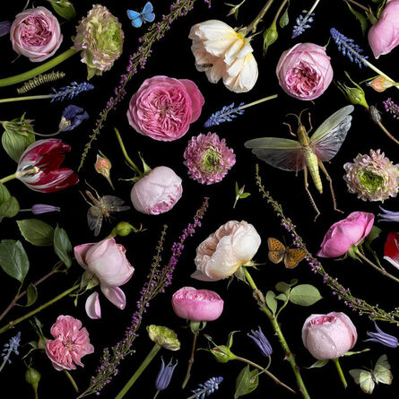 Paulette Tavormina, ‘Botanical VI, Juliet Roses’, 2013